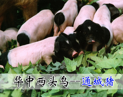 ������ͷ�ڵ��Ŵ���Դ����