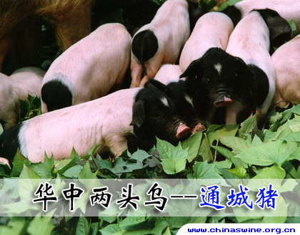 本周话题：华中两头乌的遗传资源保护