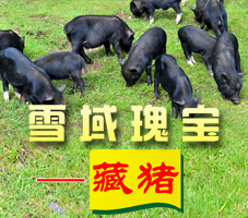 ѩ��屦����������