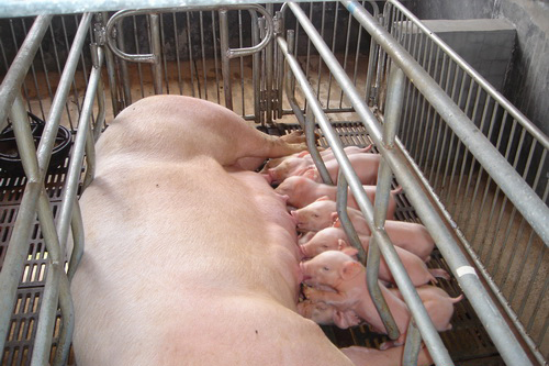 ͷ̥ĸ���������ܺõ�