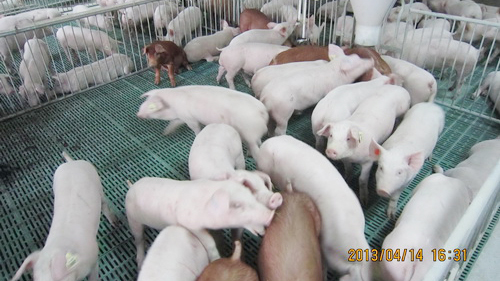 �������е�JSRԭ�ֺ��