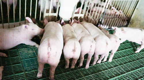 �����ǵ����ͬ��ĸһ����׳