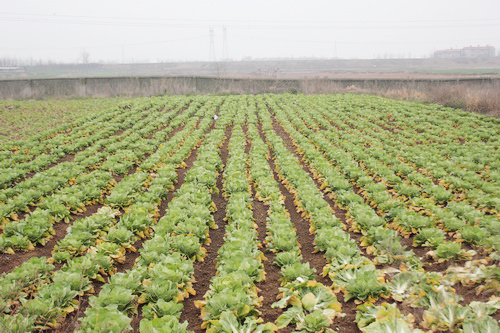 ������ֲ�ˡ��л��߲ˡ���Ա������