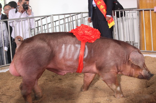 2012�꣬��˾�Ͳ�Ķ�����ֹ����ۺ�ָ���ⶨ�ε�ͷ��