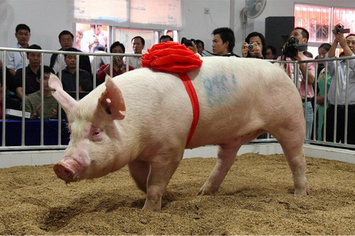 2008�꣬��˾�Ͳ�Ĵ�Լ�������ۺ�ָ�������¶��һ��