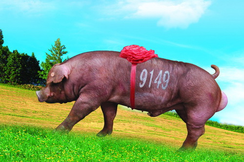 2009�꣬��˾�Ͳ�Ķ�����ֹ��������������ۺ�ָ���ٻ�˫�ھ�