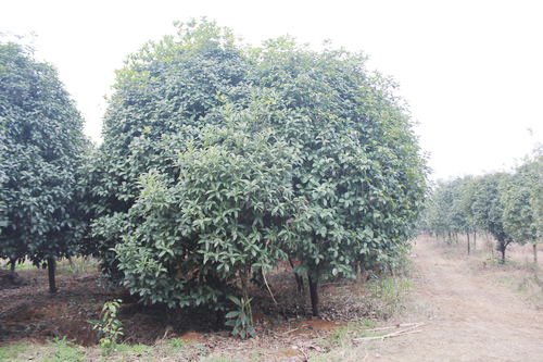 ����������Ʒ�ָ����ֲ�ͼΪ֦��Ҷï�Ĺ���