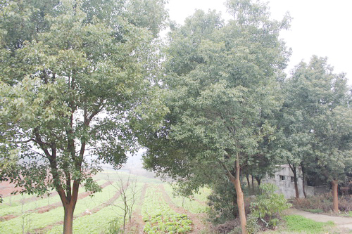 ͸������������ϡ�ɼ�������ʢ���߲�