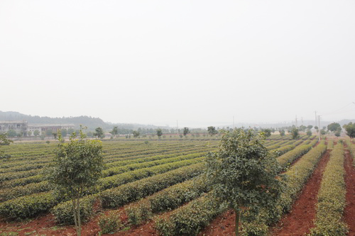 ǧĶ����һƳ