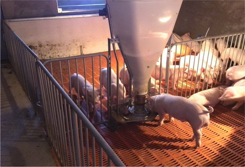 �Զ�ι����©��ذ�