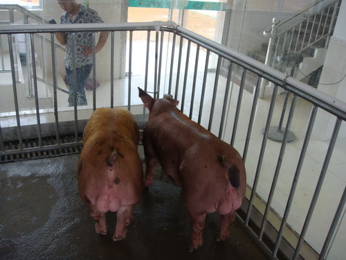 Ƥ������������ĸ�ӽ���Ƥ���ն˸���