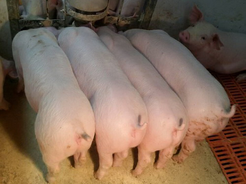 ���׹�����ĸ�ӽ��Ķ�Ԫ��ĸ��