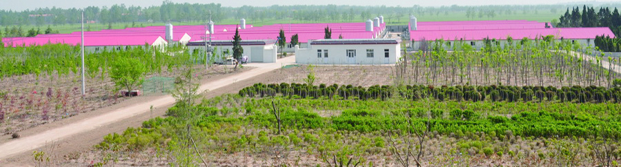 ������ɳ�