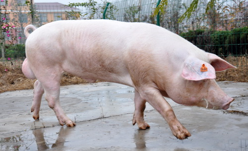 ��ϵ���׹���