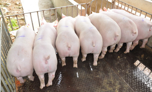 ��ϵ��Լ��ĸ��