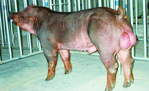 ��ϵ�����