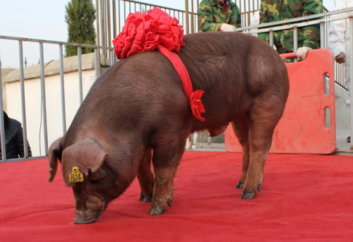 ����B14������������