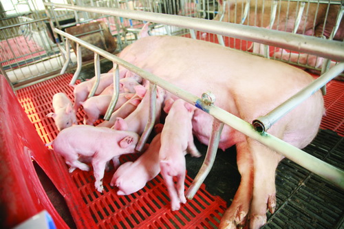 ������ĸ��