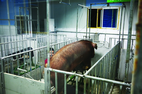 �ִ����Ĳɾ���