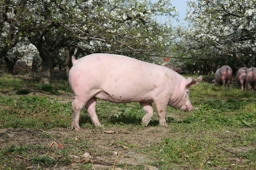 �����˶�����