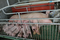 �����ů����