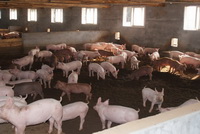 ĸ�����ܻ�Ⱥ��ϵͳ