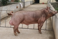 �Զ�ι��ϵͳ