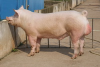 ��Լ�˹���