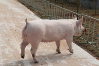 ��Լ��ĸ��