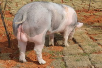 ����˹���