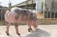 �����ĸ��