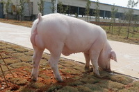 ���׹���