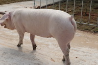 ����ĸ��