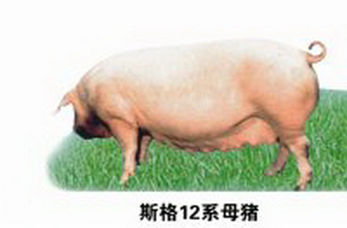 ˹��12ϵĸ��