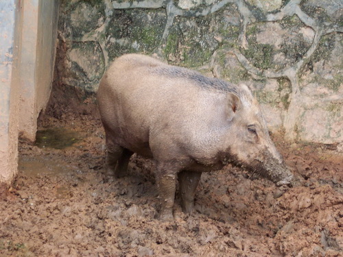 ���ڵ�Ұ��