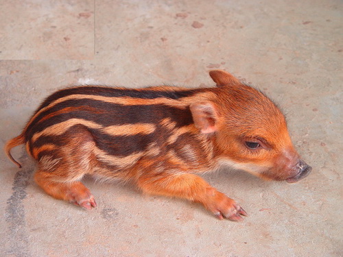 Ұ����ط����ӽ�һ��