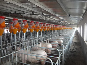 �����ھ�