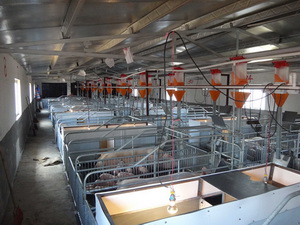 �����ھ�