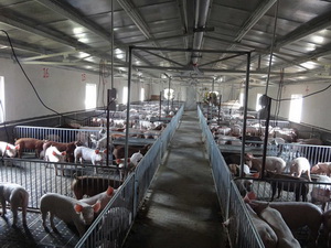 �����ھ�