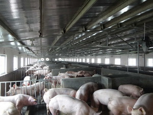 �����ھ�