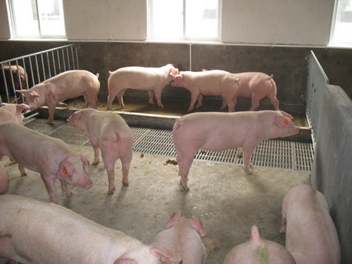 ����ϵ����