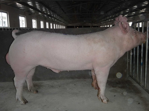 ����ϵ���