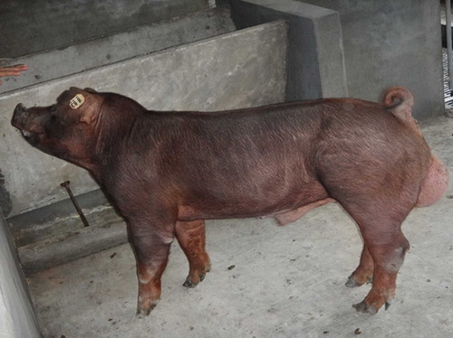 ����ϵ�����