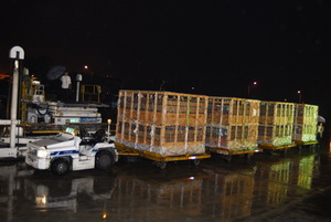 ���ƻ����ӻ�