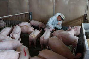 ������ѡ����