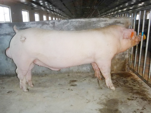 ����������ϵ������