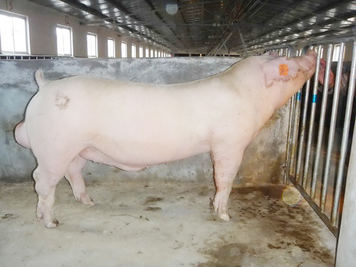 ����������ϵ������