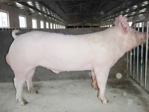 ����������ϵ�����