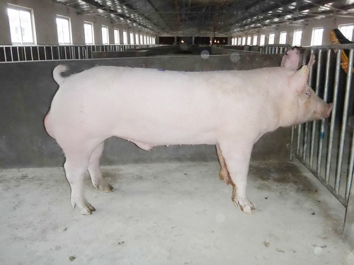 ����������ϵ�����