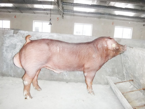 ����������ϵ�������